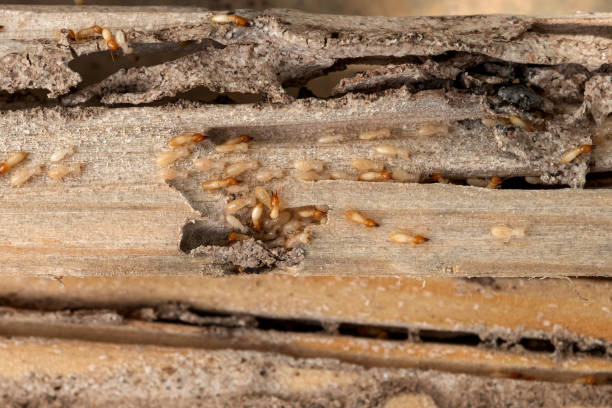 Best Flea Control Services  in Richfield, MN